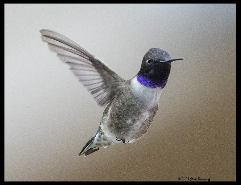_B213986 black-chinned hummingbird.jpg